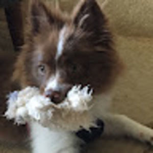 Meet your Posher, Chelsea